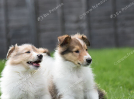Rough collie puppies