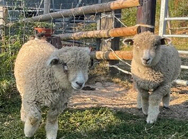 Ryeland x Lambs