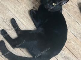 Beautiful black 7 month old cat