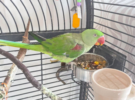 Alexandrine Parrot Female