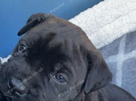 1 female cane corso girl left for sale last one