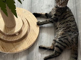 Loving cat seeking forever home