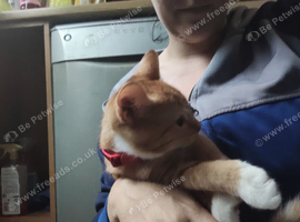 Ginger and white
