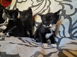 Beautiful kittens