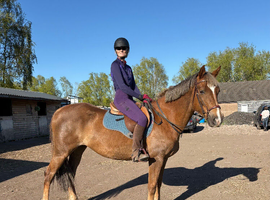 Project mare 15.3hh