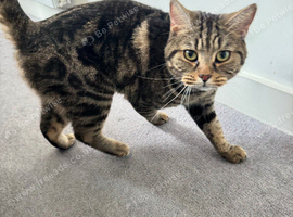 Two British Shorthair