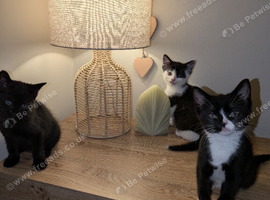 Three kittens,two female one male