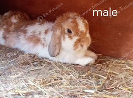 Mini lop breeding trio