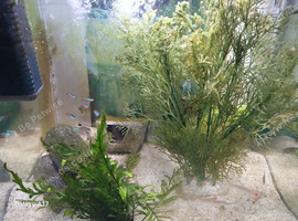 Tank only 8 weeks old full set up