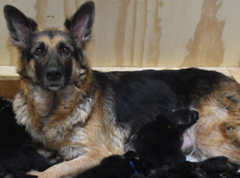 Purebreed German Shephard Puppies