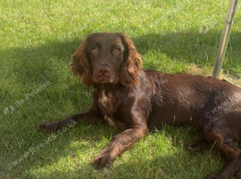 8 month old sprocker