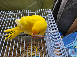 4 handreared buttercup kakarikis