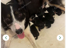 Cocker x collie pups