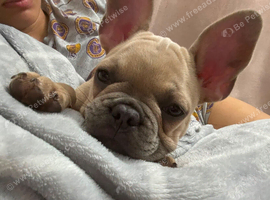 Beautiful French bulldog female