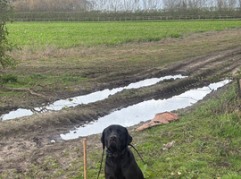 3 year old black  lab bitch