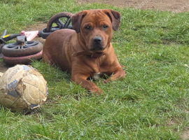 Staffy cross rottie
