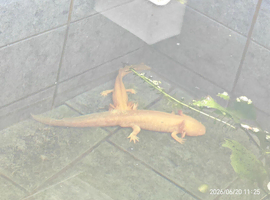 Axolotl, golden adults