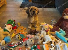 Lhasa Apso