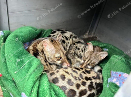 Cape genets unrelated pair 3 years old