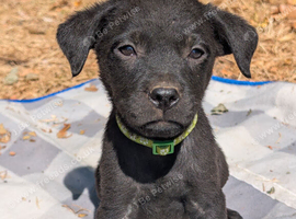 Labrador x rottweiler pups
