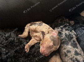Beautiful Cockapoo Puppies - 5 Adorable Little Ones\!