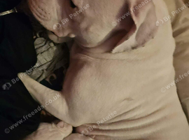 Johnstobs american bulldog female pupps