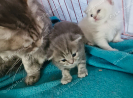 Beautiful British short haired cross kittens for sale