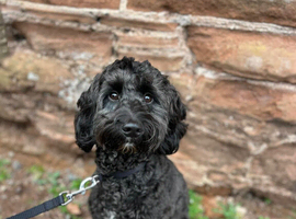 11 month old cockapoo