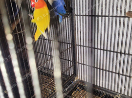 Lovebirds