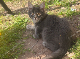 Maine coon boy 18 weeks old