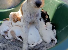 Jack Russell puppies