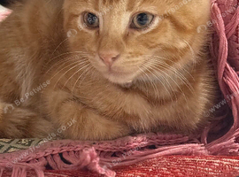 Ginger Bengal