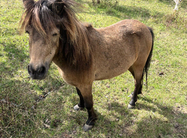 British spotted miniature horse mare