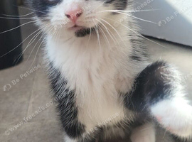 Rare Tuxedo Kitten for sale