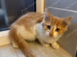 Beautiful ginger tabby female