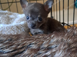 Beautiful chuiuua puppies