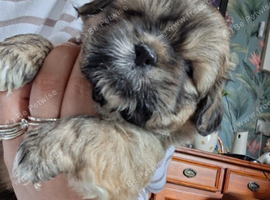 Shih Tzu pups (2 males)