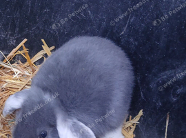 Last mini lop boy available