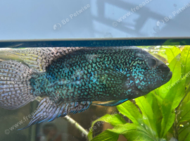 Electric blue Jack Dempsey cichlid