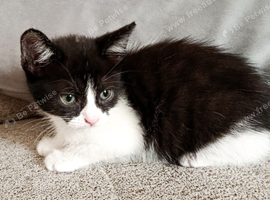 3 black and white kittens ready now