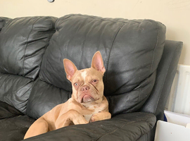 Male French bull dog