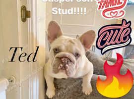 Teddy Big Rope French Bulldog Frenchie Stud!!!