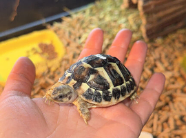 Western dwarf Herman for sale