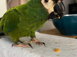 Macaw illiger macaw