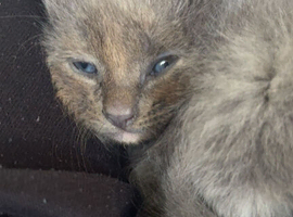 Kittens