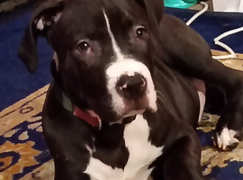 Staffordshire terrier