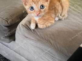 Beautiful male kitten