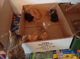 5 males ginger kitten and two girls