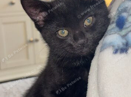 Minnie - 6 months old