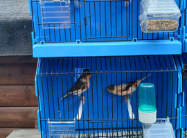 Coloured canaries